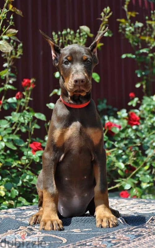 Imported European Doberman 4