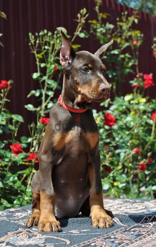Imported European Doberman 5