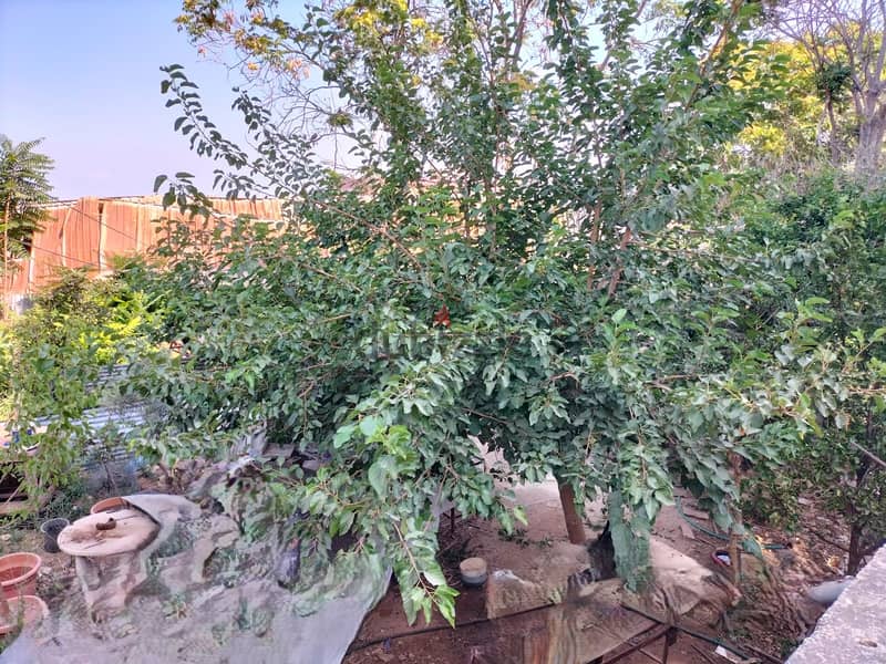 1202 SQM Land for Sale in Choueifat, Aley 2