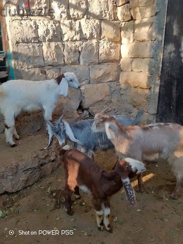 بيع معز 5