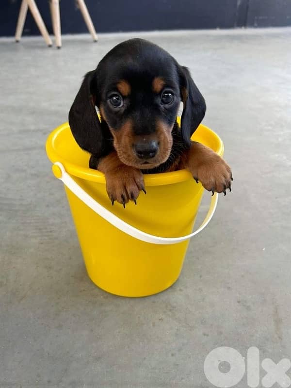 Cute mini Dachshund Black & Tan/ Sausage/ Teckle/ Wiener delivery كلاب 0
