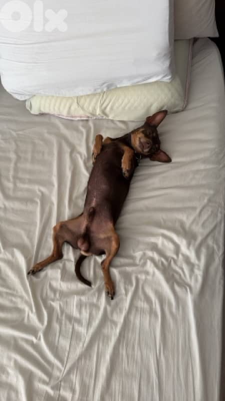 miniture pinscher for mating (lal zawej) 2