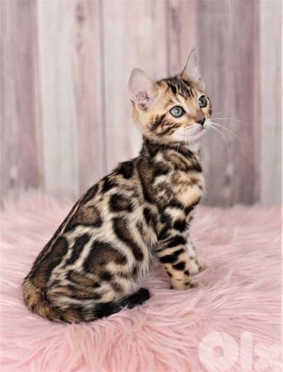 Stunning Bengal kittens Available/ cat قطط