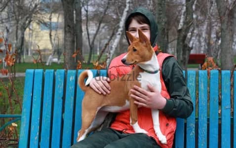 imported basenji