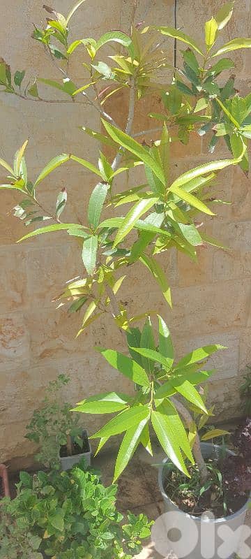 Rose. apple تفاح الورد 0