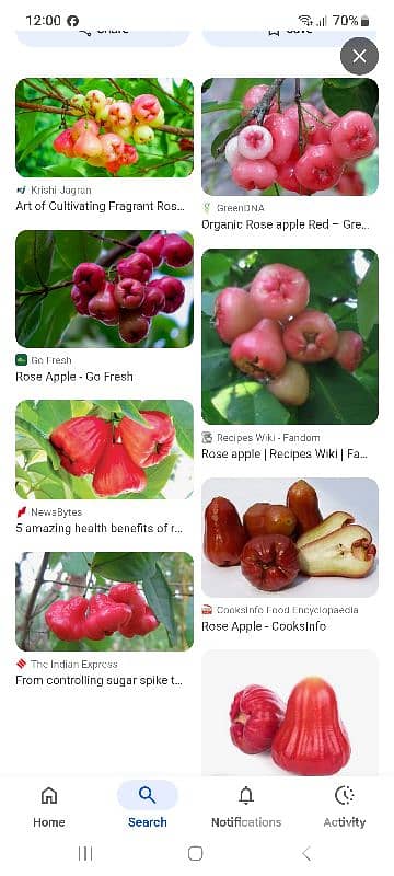 Rose. apple تفاح الورد 1