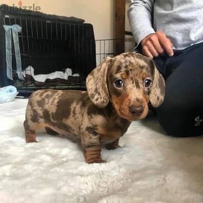 Adorable Mini Dachshund Chocolate & Tan Dapple Puppy Dog Delivery كلب