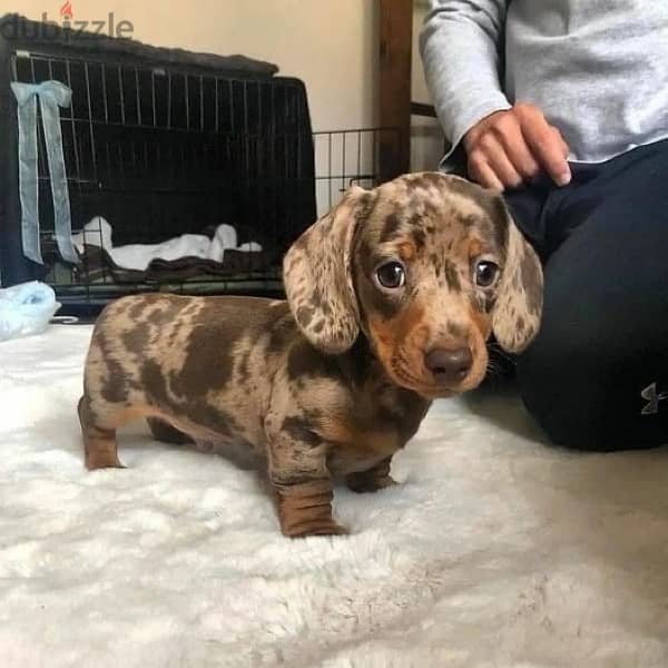 Adorable Mini Dachshund Chocolate & Tan Dapple Puppy Dog Delivery كلب 0