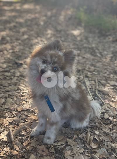 pomsky ( pomeranian husky breed)