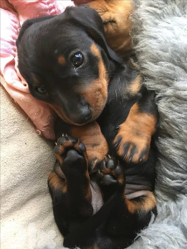 Imported Dachshund Black & Tan pure breed puppy, delivery, كلاب 0