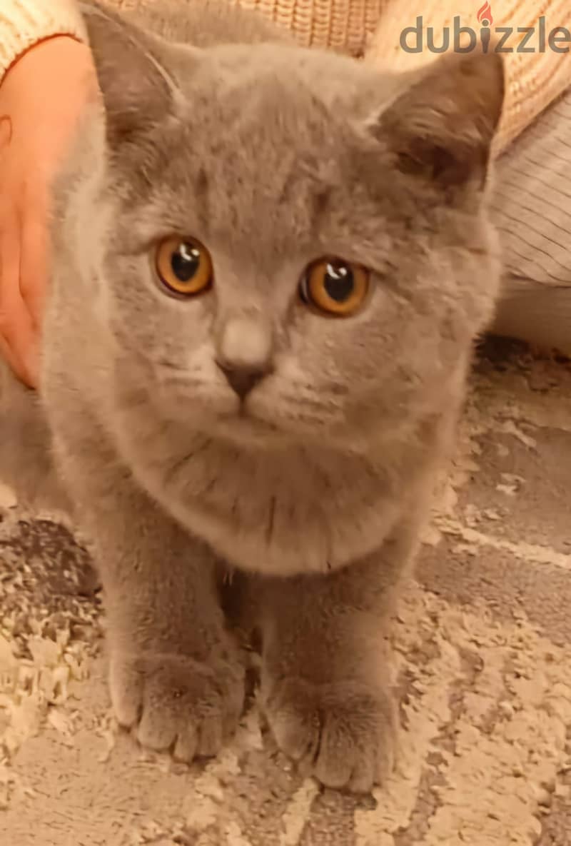 British Shorthair Cat Grey Color 0