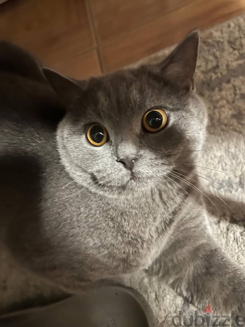 British Shorthair Cat Grey Color 1