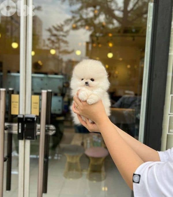 Tiny Teacup Pomeranian Puppies/ dog كلاب 0