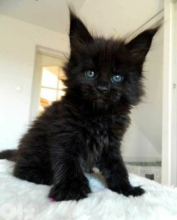 Impressive black Maine Coon kitten available! delivery Cat 0