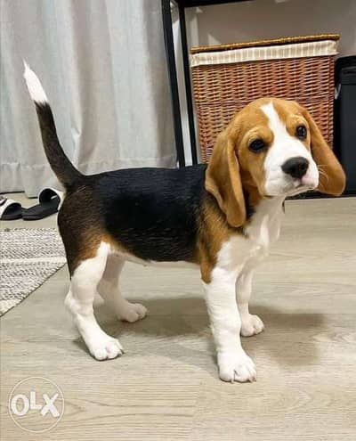 Beagle puppy