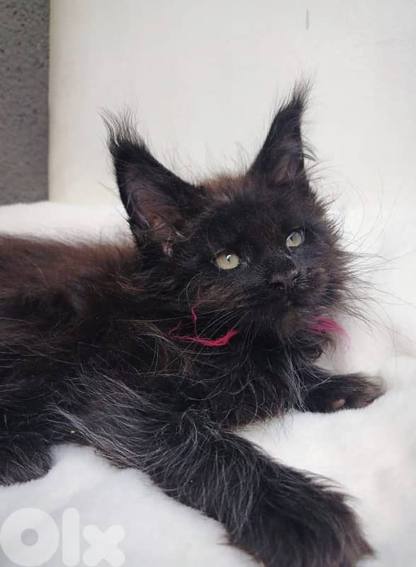 High Quality Maine Coon Kitten Imported Pure Breed Cat قطط Delivery 0