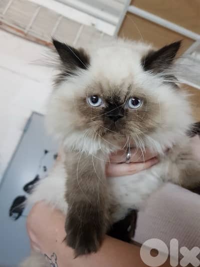 himalayan Kitten BEAUTYY