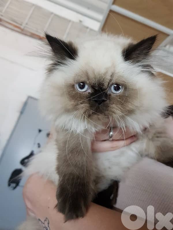himalayan Kitten BEAUTYY 0