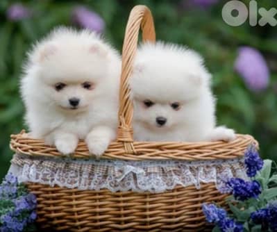 Pomeranian