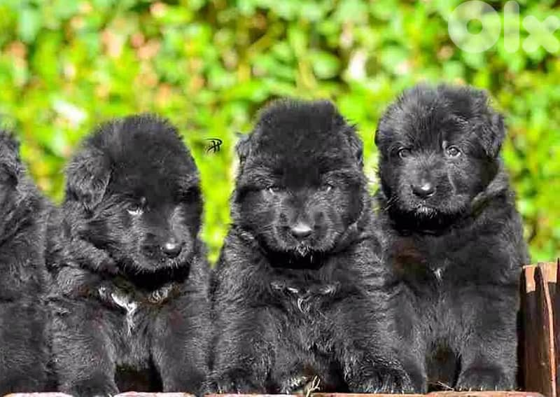 German shepherd  royal black 0