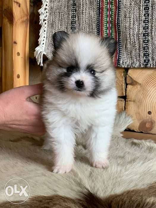 Pomeranian Spitz Puppies 0