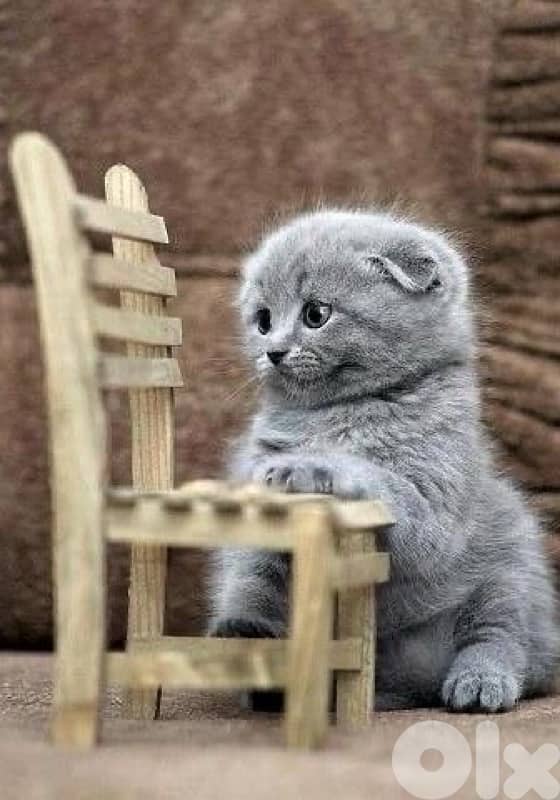 Adorable Scottish Fold Shorthair Light Grey Color kitten / قطط 0