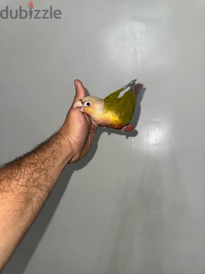 كنيور اليف