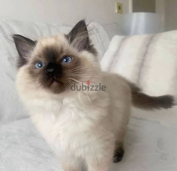 Himalayan Blue Eyes Kitten 0