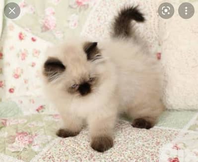 Himalayan Cuteness delivery