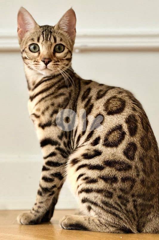 Special Bengal Kittens, Pure Available in store/ cat قطط 0