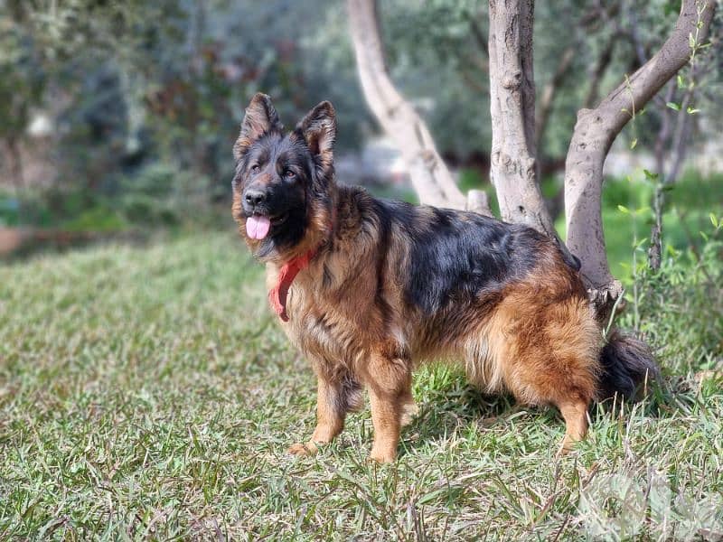 Female german shepherd 1