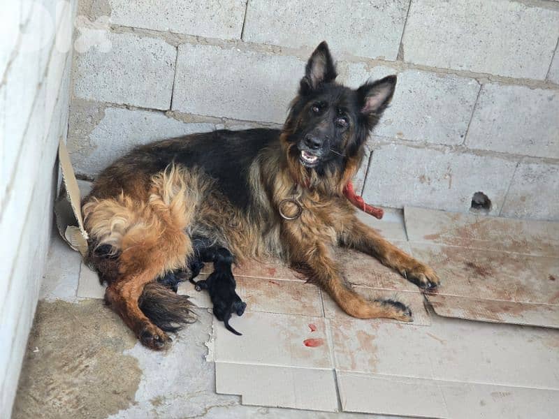 Female german shepherd 2