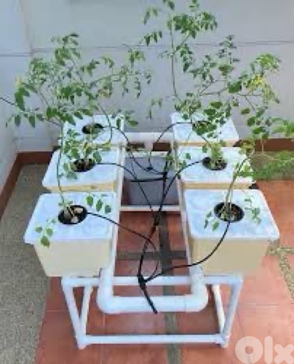 Dutch Bucket Hydroponic System 0