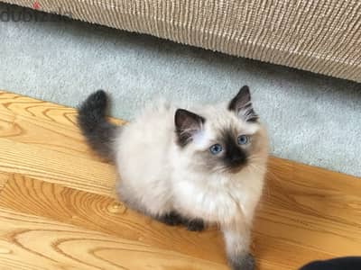 himalayan Kitten