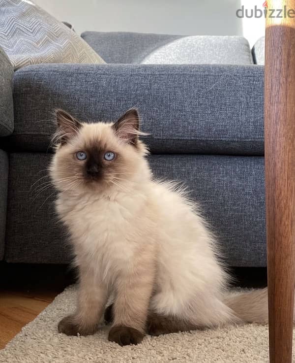 himalayan kitten قطة 0