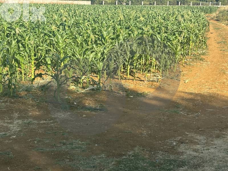 LAND - $32/m² IN QAB ELIAS - minutes away from MARKETS ! REF#SL123933 1