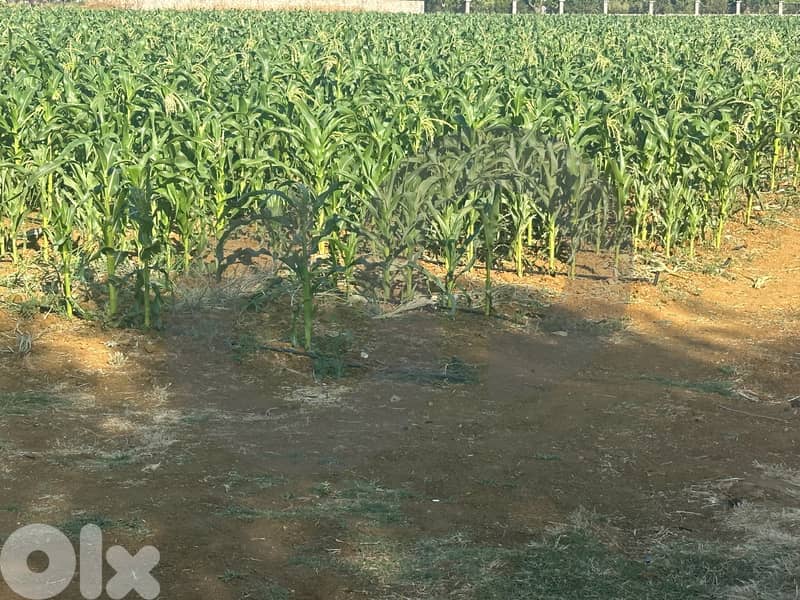 LAND - $32/m² IN QAB ELIAS - minutes away from MARKETS ! REF#SL123933 2