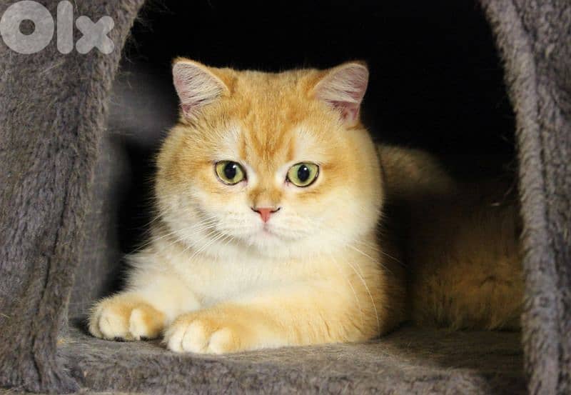 Golden chinchilla ny12 for mating للزواج فقط 0