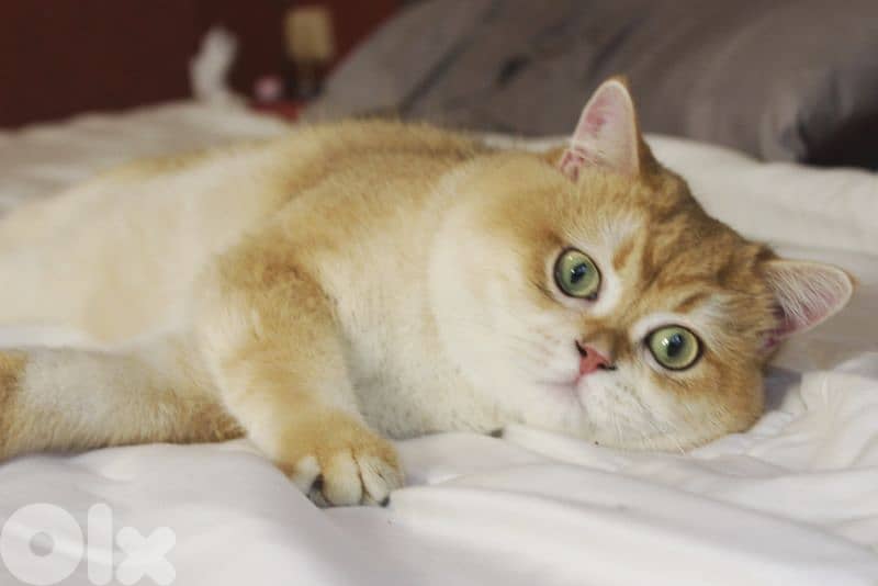 Golden chinchilla ny12 for mating للزواج فقط 1