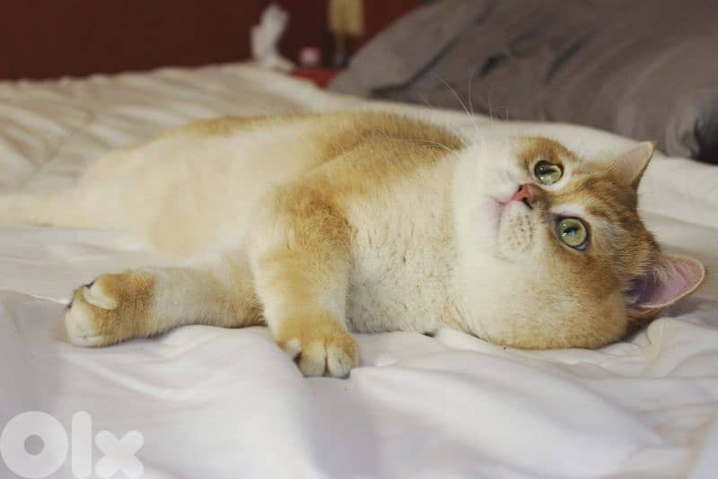 Golden chinchilla ny12 for mating للزواج فقط 2