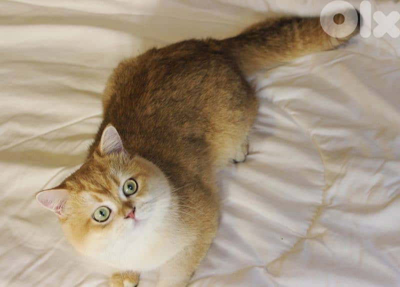 Golden chinchilla ny12 for mating للزواج فقط 3