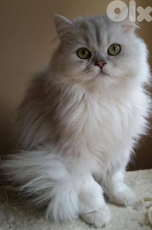 Stunning Persian Silver Chinchilla Kitten/ cat قطط 0