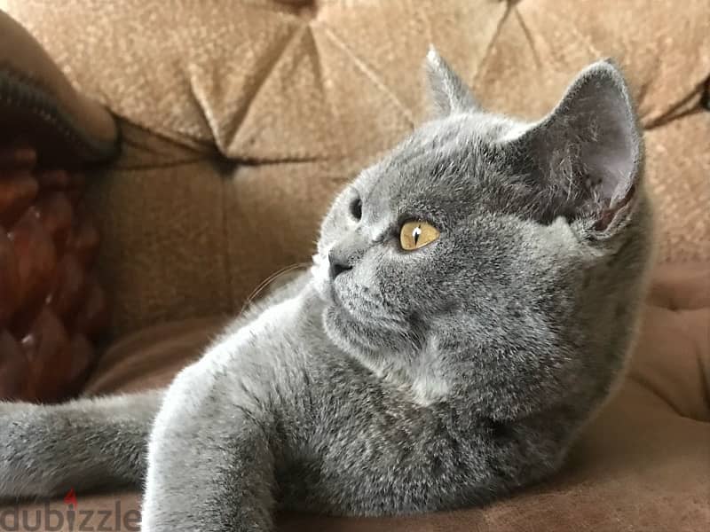 female cat for sale 4