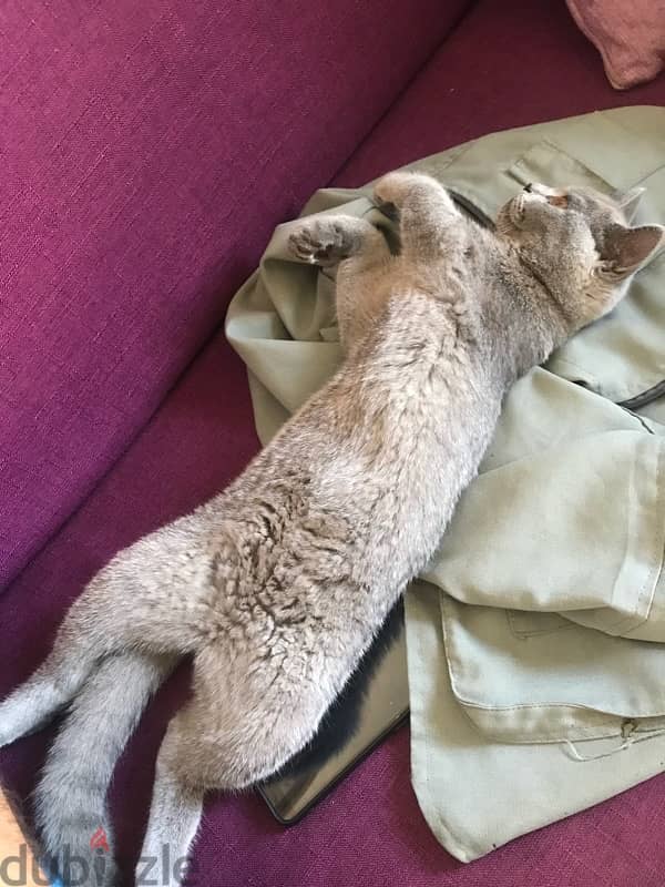 female cat for sale 5