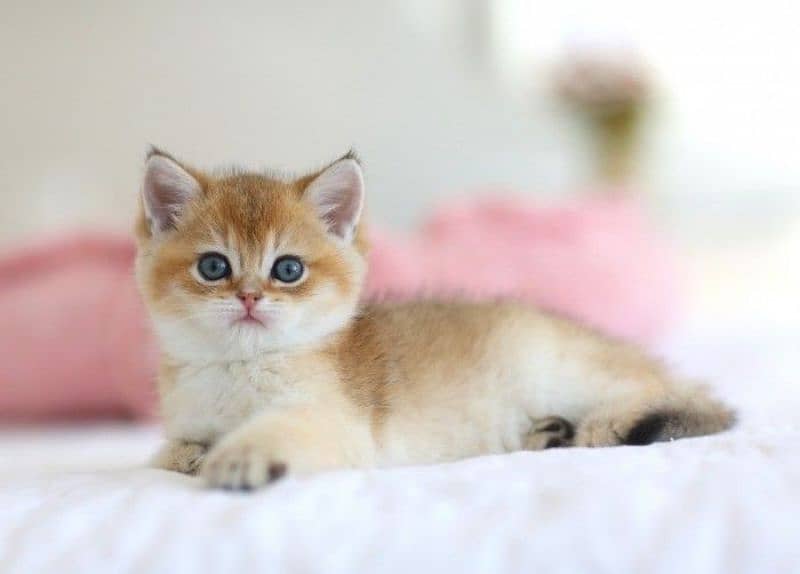 Beautiful Golden Chinchilla British Shorthair kitten/ cat قطط 0