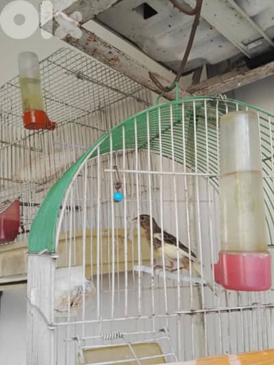 canary female and male for sale