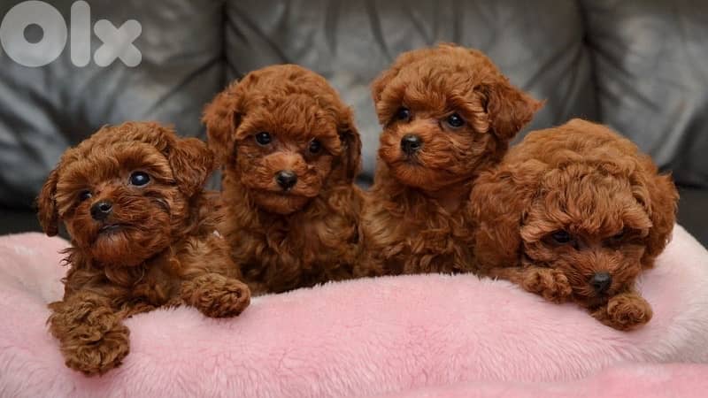 Imported Teacup Poodle Delivery Available 0