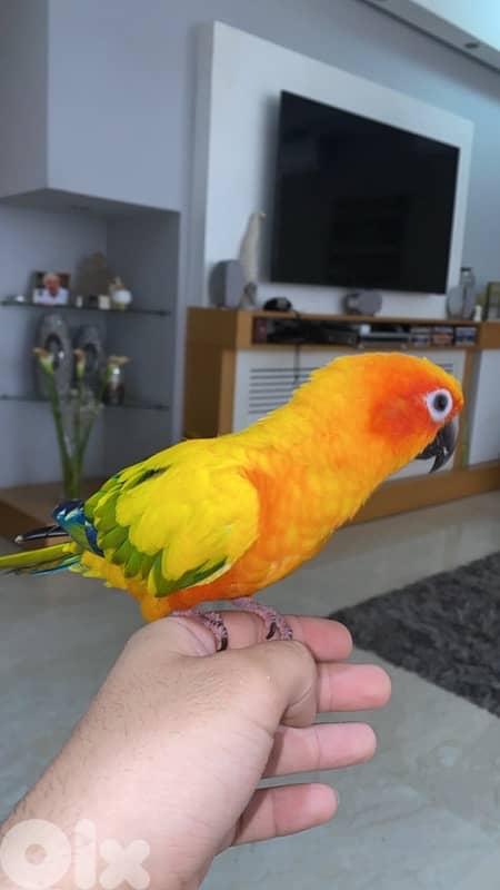 sun conure for sale 1