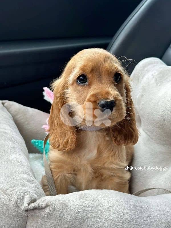 Beautiful Cocker Spaniel Puppies/ dog كلاب 0