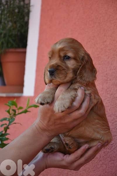 Cocker Spaniel Pure Puppies Imported/ Dog كلاب